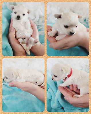 Tinsel - Female applehead Chihuahua