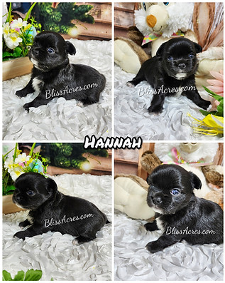 Hannah - Long Coat Applehead Chihuahua
