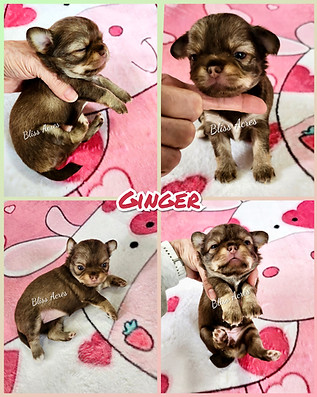 Bindy - AKC registered long coat applehead Chihuahua puppy