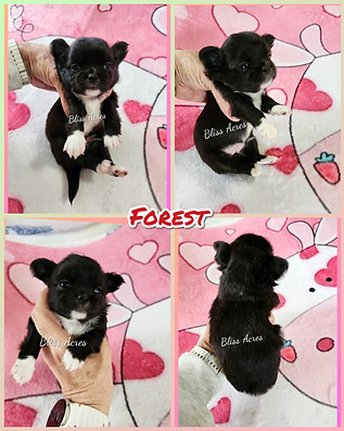 Forest - AKC long coat applehead Chihuahua puppy