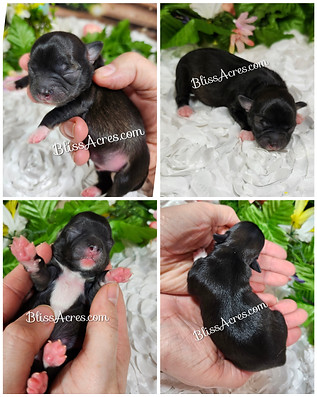 Marlow - Long Coat Applehead Chihuahua