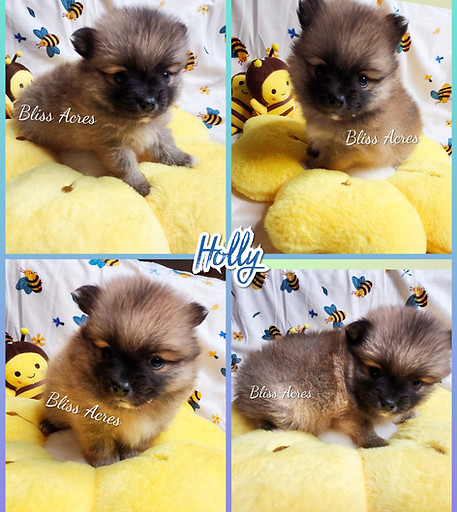 Holly - Female Toy Pomeranian puppy