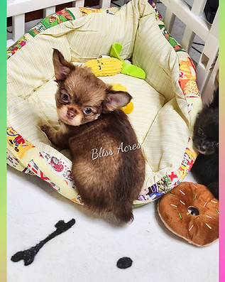 Ginger - AKC Long-coat female applehead Chihuahua puppy
