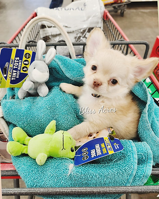 Lenox - Long Coat Applehead Chihuahua puppy