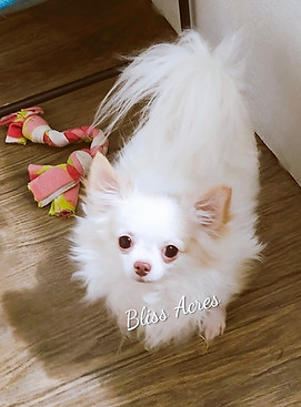 Calvin - Long Coat male applehead Chihuahua