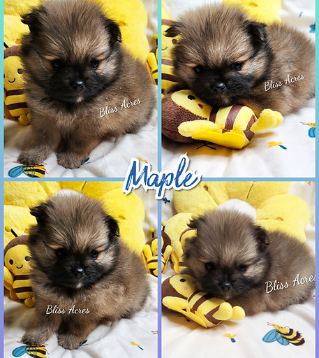 Maple - Female Toy Pomeranian puppy