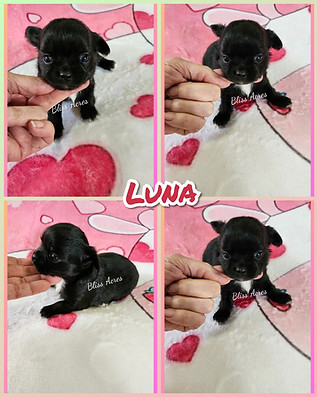 Luna - AKC registered applehead female Chihuahua puppy