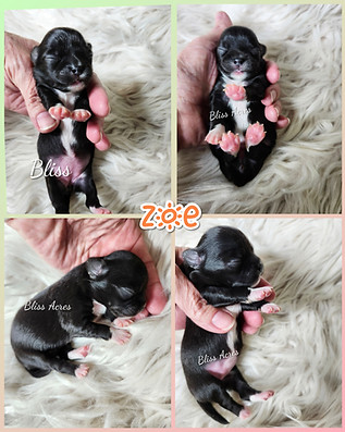 ZOE - AKC registered long haired applehead female Chihuahua puppy