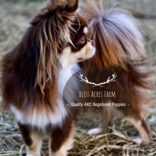 Bliss Acres Farm logo