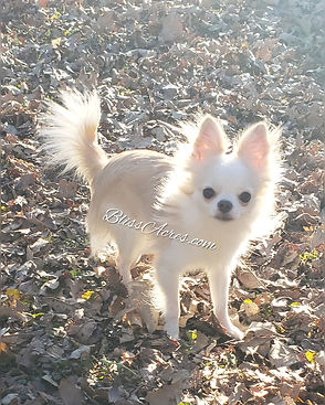 Falcor - AKC registered Long Coat apple head Chihuahua