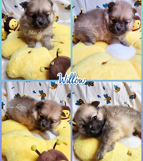 Willow - Female Toy Pomeranian puppy