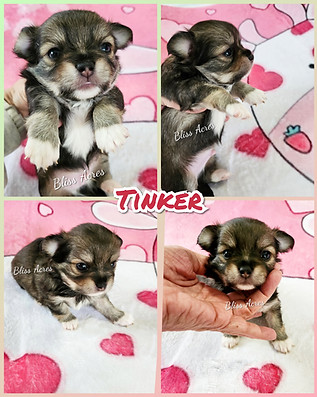 Tinker - AKC long coat applehead Chihuahua puppy