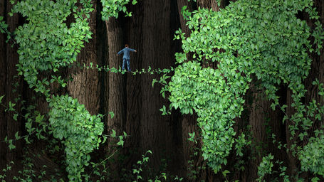 Why forest-based carbon trading is poised to go mainstream