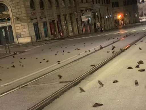 Günahsız Kuşlar
