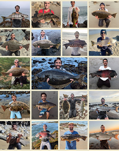 Trophy fish surf fishing California