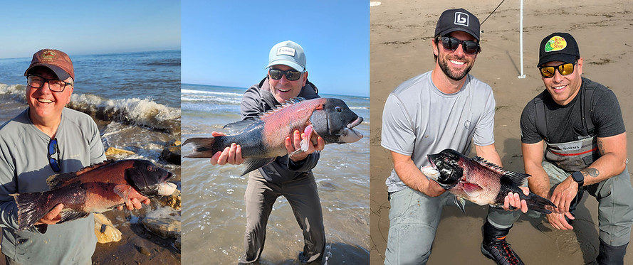 Big sheephead from shore caught on shrimp bait & wait
