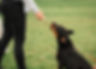 MindfulCanine-01231.jpg