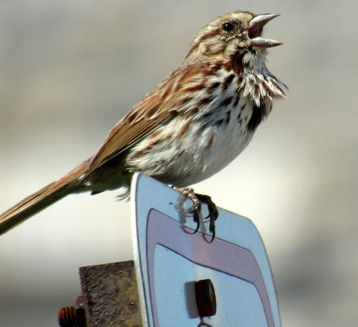 Sparrow's song?