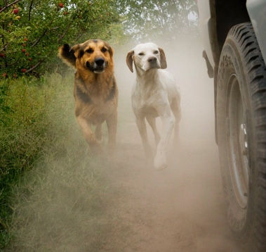 Chasing what?