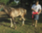 How to apply an equine limb prosthetic in an amputated limb horse?