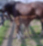 Bilateral hind limb flexor tendon retraction or flexural limb deformity.