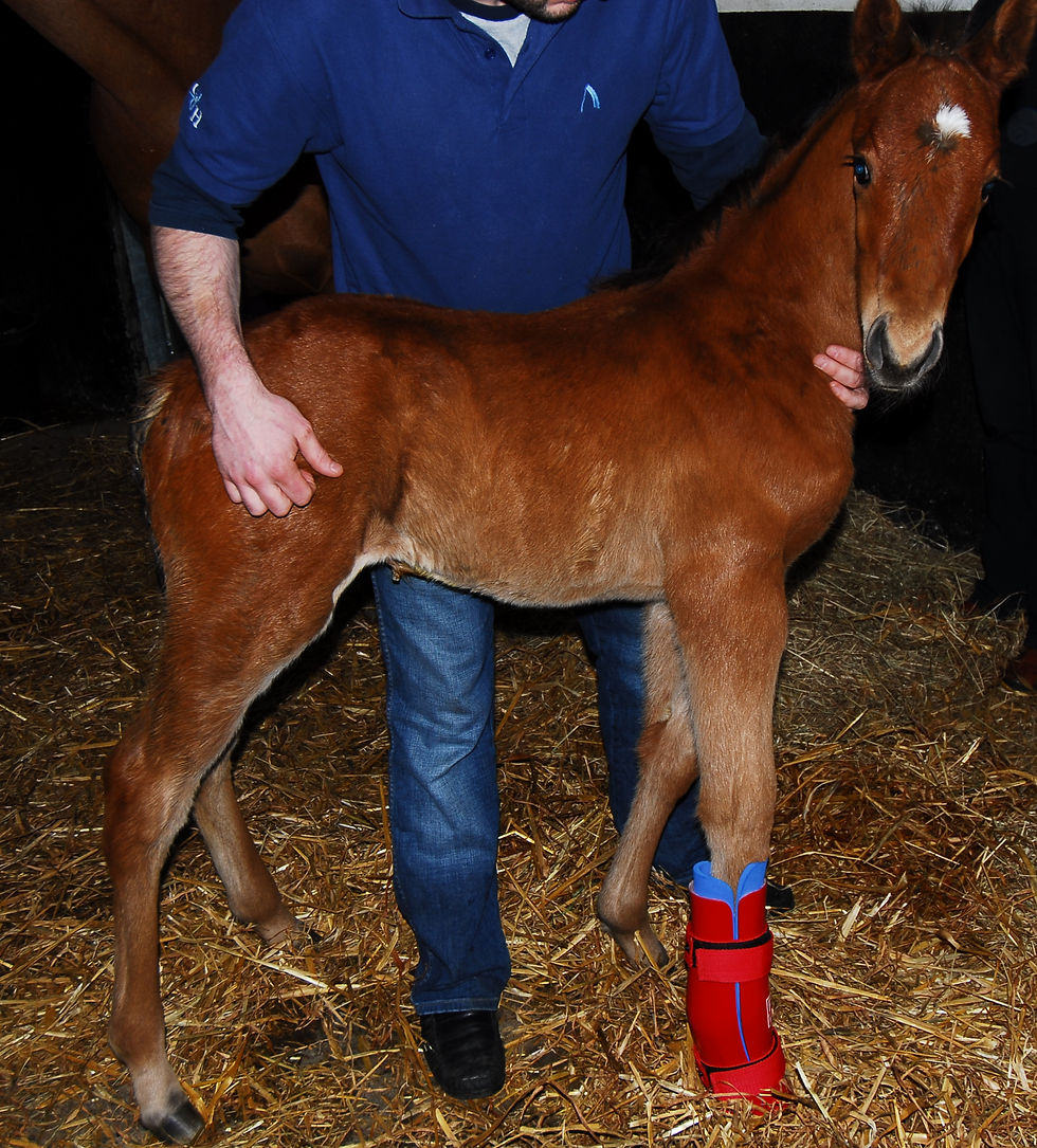 11-FOAL BOOT4_edited