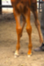 Foal with a limb deviation called Wind swept managed with external coaptation using a REDBOOT brace.
