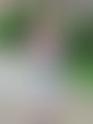 A Classic Shep Shirt