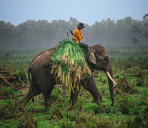 Elephant carrying grass
