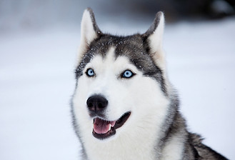 Dog Sledding | Stowe Meadows
