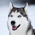 Siberian Husky Portrait