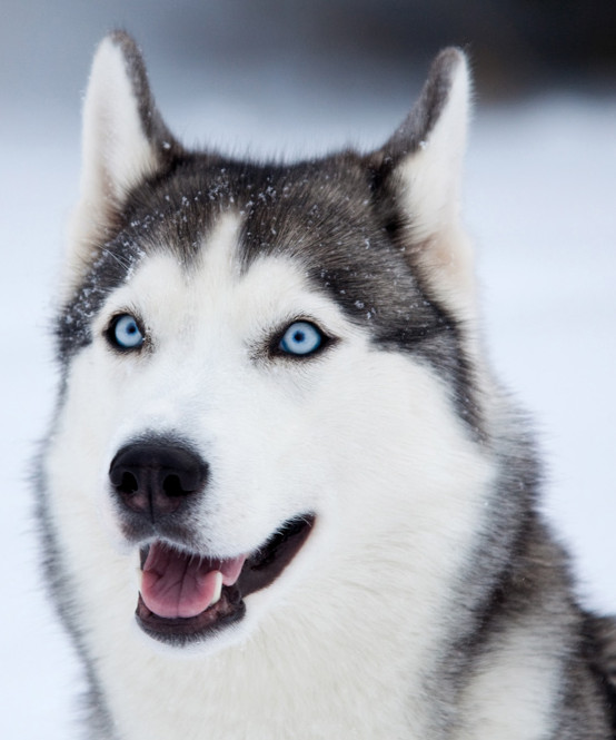 Husky