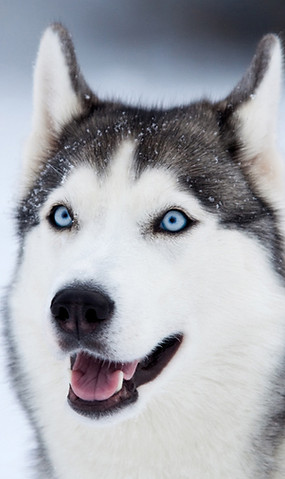 Husky