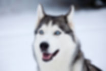 Husky