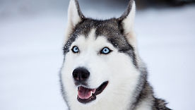 Husky
