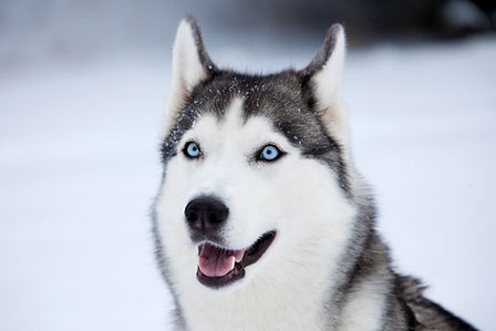 Husky