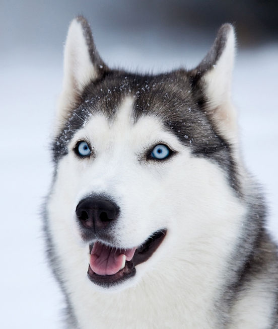 Are huskies fast shop