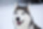 Husky