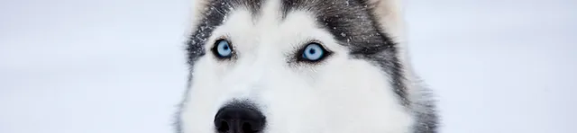 argos toy dog on lead