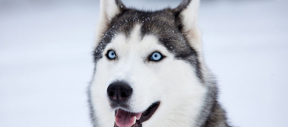 Husky