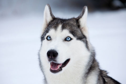 Husky