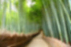 Arashiyama Bamboo Grove