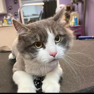 Hair Club for Pets offers full transparency and clear communication. Check out our services page for more details.
