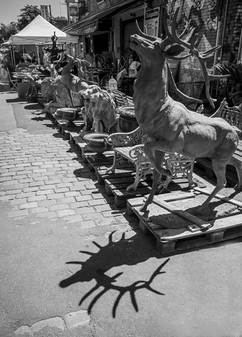 cerf puces.jpeg