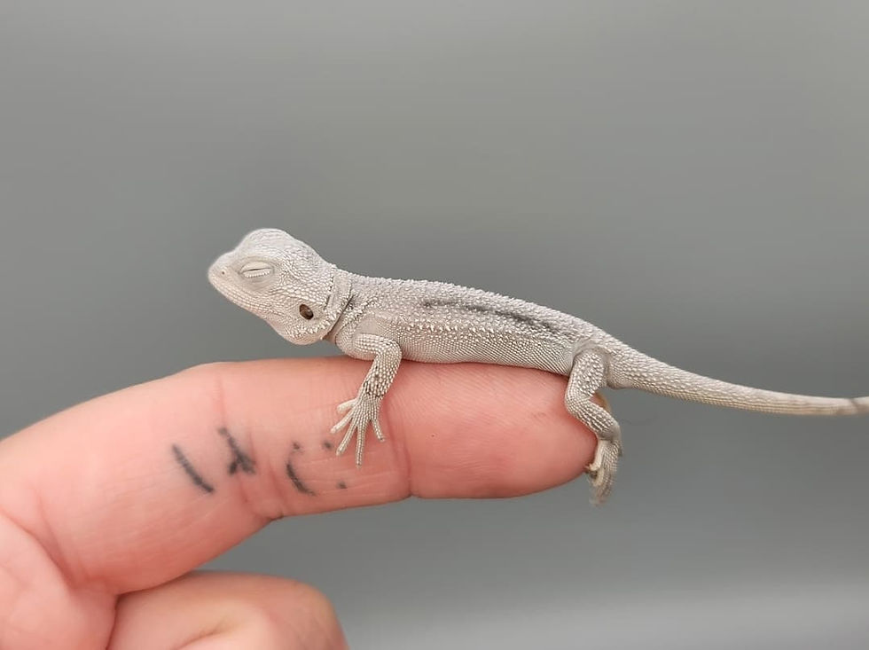 Bearded Dragon Setup