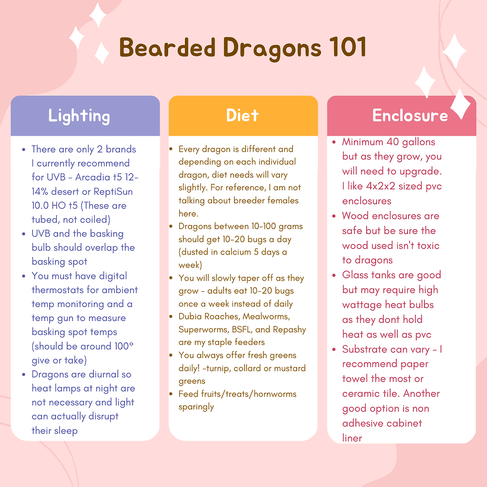 Bearded Dragons 101