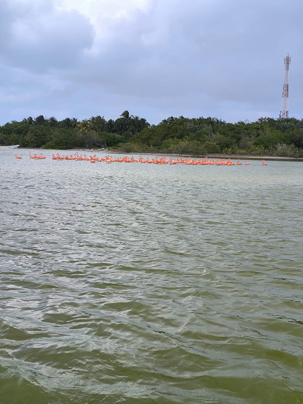 Thumbnail: El Cuyo Ria Boat Tour - Booking fee