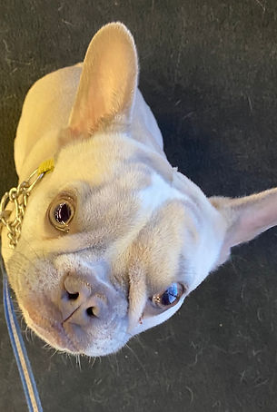 EARS!!!