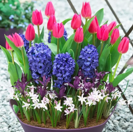 Spring Bulb Planter Workshop