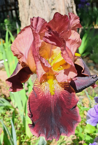 Unleashing the Fury of the Crimson Colossus: Giyu's Unyielding Pursuit of Strength